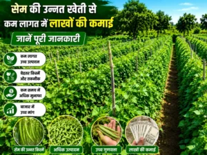 Sem ki unnatt kheti se kam lagat me lakho ki kamai guide