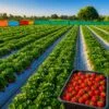 Strawberry farming in India with healthy plants and ripe fruits