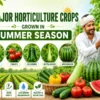 Major summer horticulture crops with better crop management techniques
