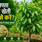 Tej Patta Ki Kheti Kaise Kare Hindi Farming Guide
