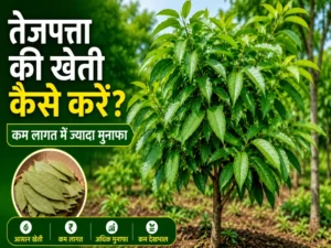 Tej Patta Ki Kheti Kaise Kare Hindi Farming Guide