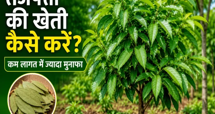 Tej Patta Ki Kheti Kaise Kare Hindi Farming Guide