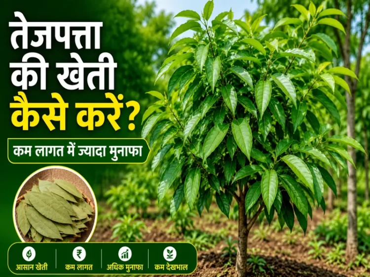 Tej Patta Ki Kheti Kaise Kare Hindi Farming Guide