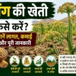 Heeng Ki Kheti Kaise Karen Lagat, Kamai Aur Advanced Farming Guide