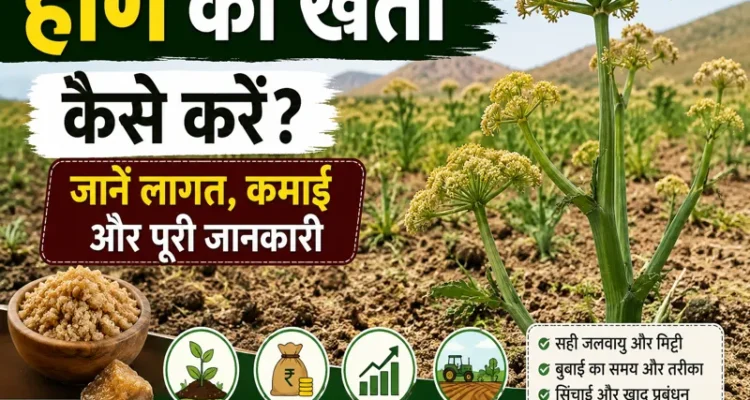 Heeng Ki Kheti Kaise Karen Lagat, Kamai Aur Advanced Farming Guide