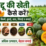 Kaddu Ki Kheti Kaise Karen - Unnat Kisme, Buwai, Khad Aur Sinchai