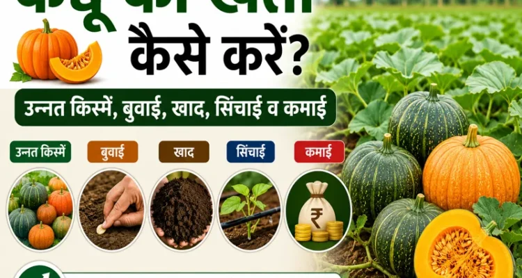 Kaddu Ki Kheti Kaise Karen - Unnat Kisme, Buwai, Khad Aur Sinchai