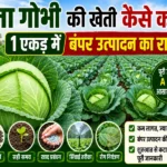 Patta Gobhi Ki Kheti Kaise Karen Bumper Production Farming Guide