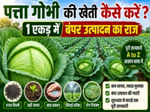 Patta Gobhi Ki Kheti Kaise Karen Bumper Production Farming Guide