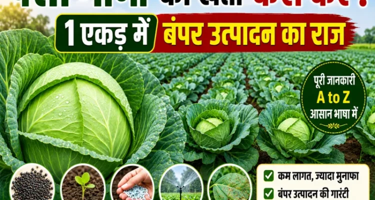 Patta Gobhi Ki Kheti Kaise Karen Bumper Production Farming Guide