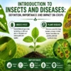 Pests and diseases in crops with examples and impact on crop production