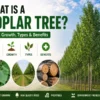 What is a poplar tree guide showing poplar tree growth and uses