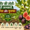 Anjeer ki kheti guide
