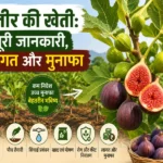 Anjeer ki kheti guide