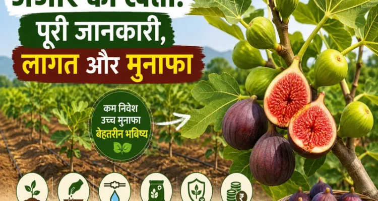 Anjeer ki kheti guide