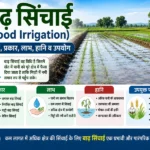 Baadh Sinchai (Flood Irrigation) Method in Agriculture Field