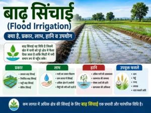 Baadh Sinchai (Flood Irrigation) Method in Agriculture Field
