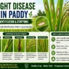 Blight disease in paddy showing symptoms on rice leaves