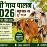 Desi Gay Palan 2026 Sahi Nasl aur Vaigyanik Dairy Farming Guide