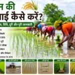 Dhan ki ropai ka sahi tarika, samay aur paudhon ki doori dikhata khet