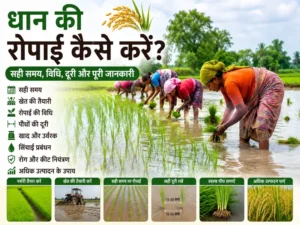 Dhan ki ropai ka sahi tarika, samay aur paudhon ki doori dikhata khet