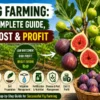 Fig farming guide with cultivation, cost, profit, and plant care tips