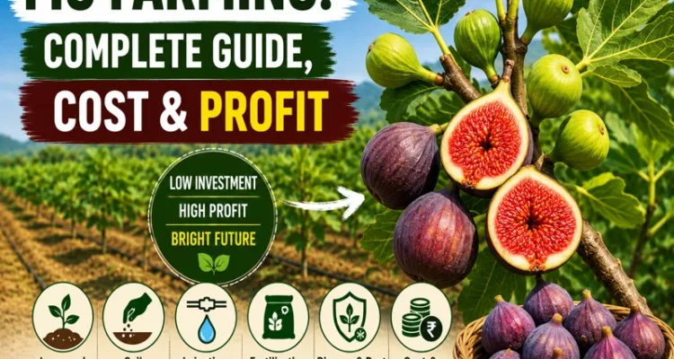 Fig farming guide with cultivation, cost, profit, and plant care tips