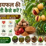 Jaiphal ki kheti kaise karen complete scientific farming guide