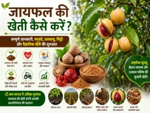 Jaiphal ki kheti kaise karen complete scientific farming guide
