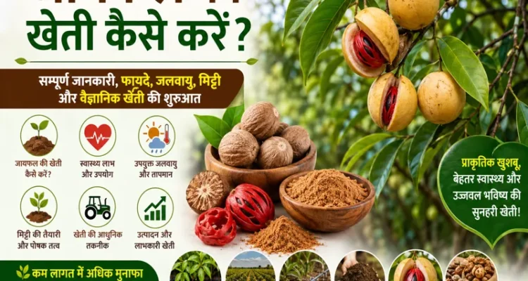 Jaiphal ki kheti kaise karen complete scientific farming guide