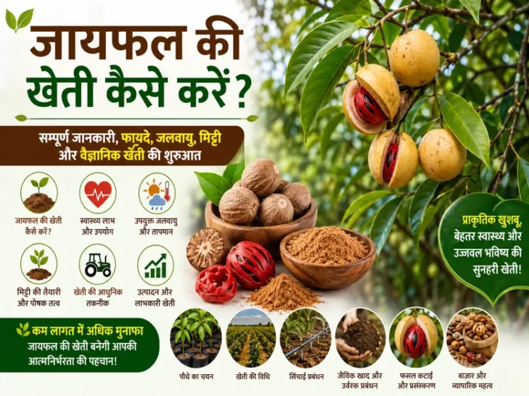 Jaiphal ki kheti kaise karen complete scientific farming guide