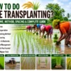 Paddy transplantation process in a rice field with healthy seedlings