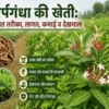 Sarpagandha ki kheti ka khet aur paudhe ki poori jankari