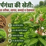 Sarpagandha ki kheti ka khet aur paudhe ki poori jankari