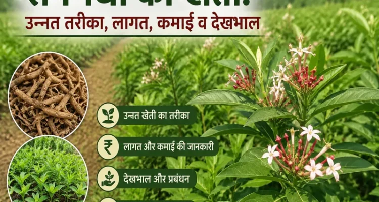 Sarpagandha ki kheti ka khet aur paudhe ki poori jankari