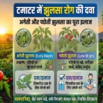 Tamatar me jhulsa rog ki dawa aur early late blight ka ilaj