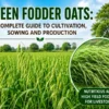 Green oat fodder cultivation and production
