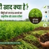 Hari Khad Kya Hai aur Green Manure ke Fayde Kheti ke Liye