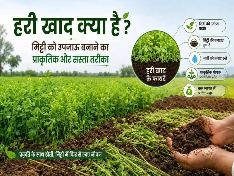 Hari Khad Kya Hai aur Green Manure ke Fayde Kheti ke Liye