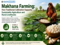 Makhana farming showing cultivation, yield and harvesting of makhana