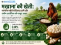Makhana ki kheti ki jaankari, lagat, utpadan aur munafa