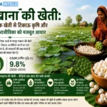 Makhana ki kheti ki jaankari, lagat, utpadan aur munafa