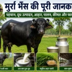 Murrah bhais ki puri jankari aur doodh utpadan