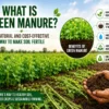 What is green manure? Natural method to improve soil fertility