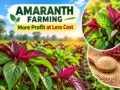 Amaranth farming crop for more profit at lower cost