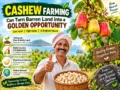 Cashew farming on poor-quality land for profitable cultivation