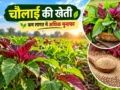Chaulai ki kheti mein hari fasal aur adhik munafa ki jankari