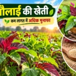 Chaulai ki kheti mein hari fasal aur adhik munafa ki jankari