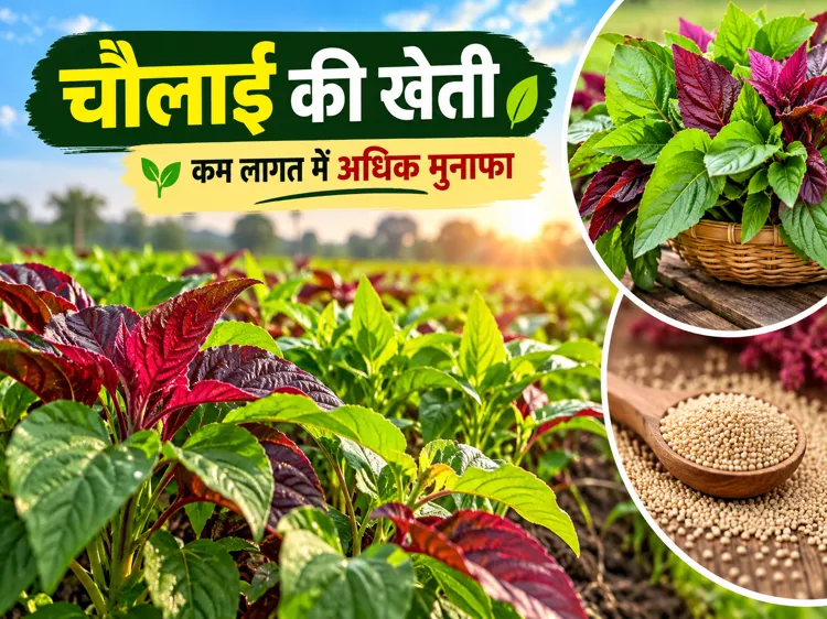 Chaulai ki kheti mein hari fasal aur adhik munafa ki jankari