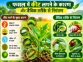 Fasal mein keet lagne ke karan aur jaivik tareeke se niyantran